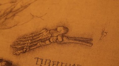 Anatomy art